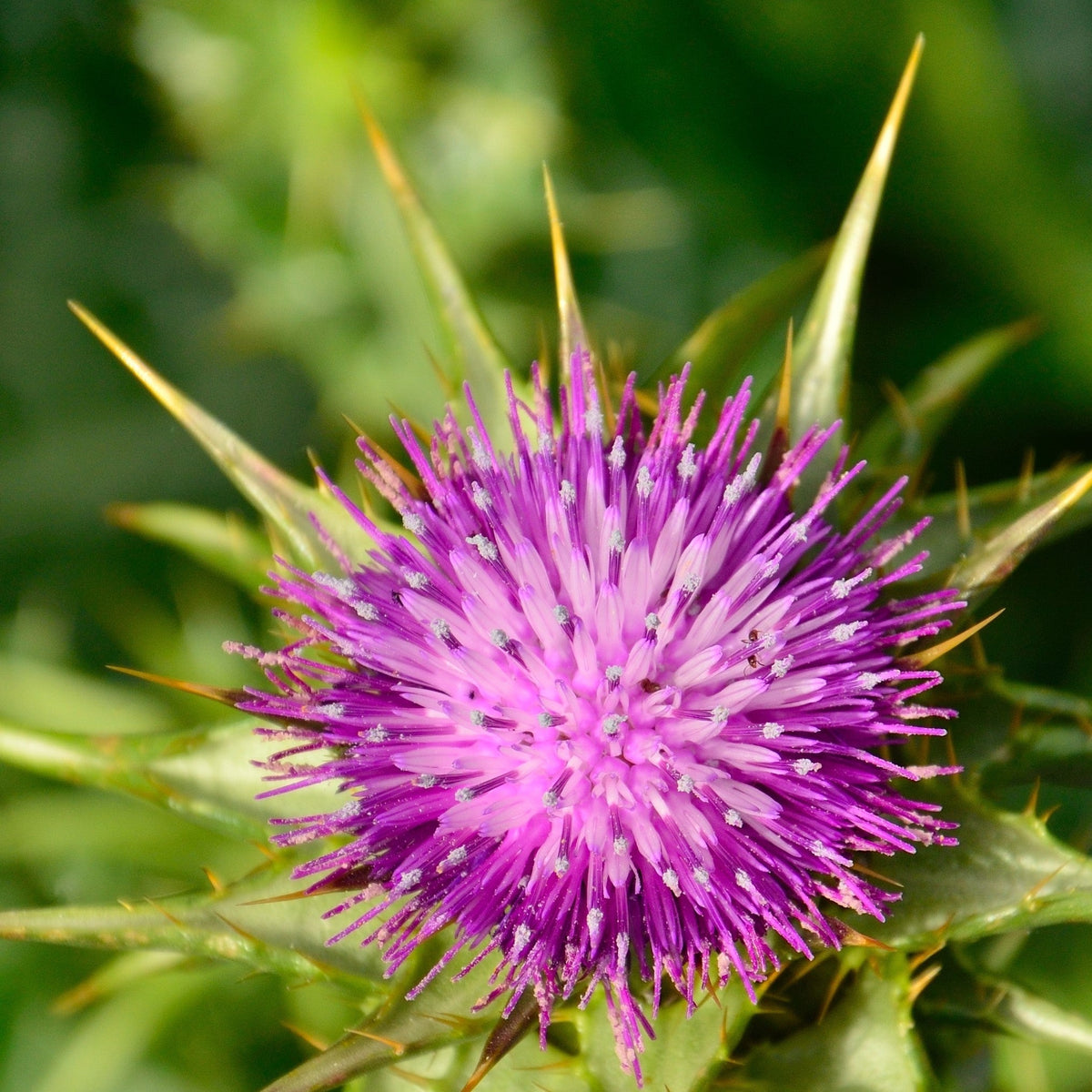 Milk Thistle