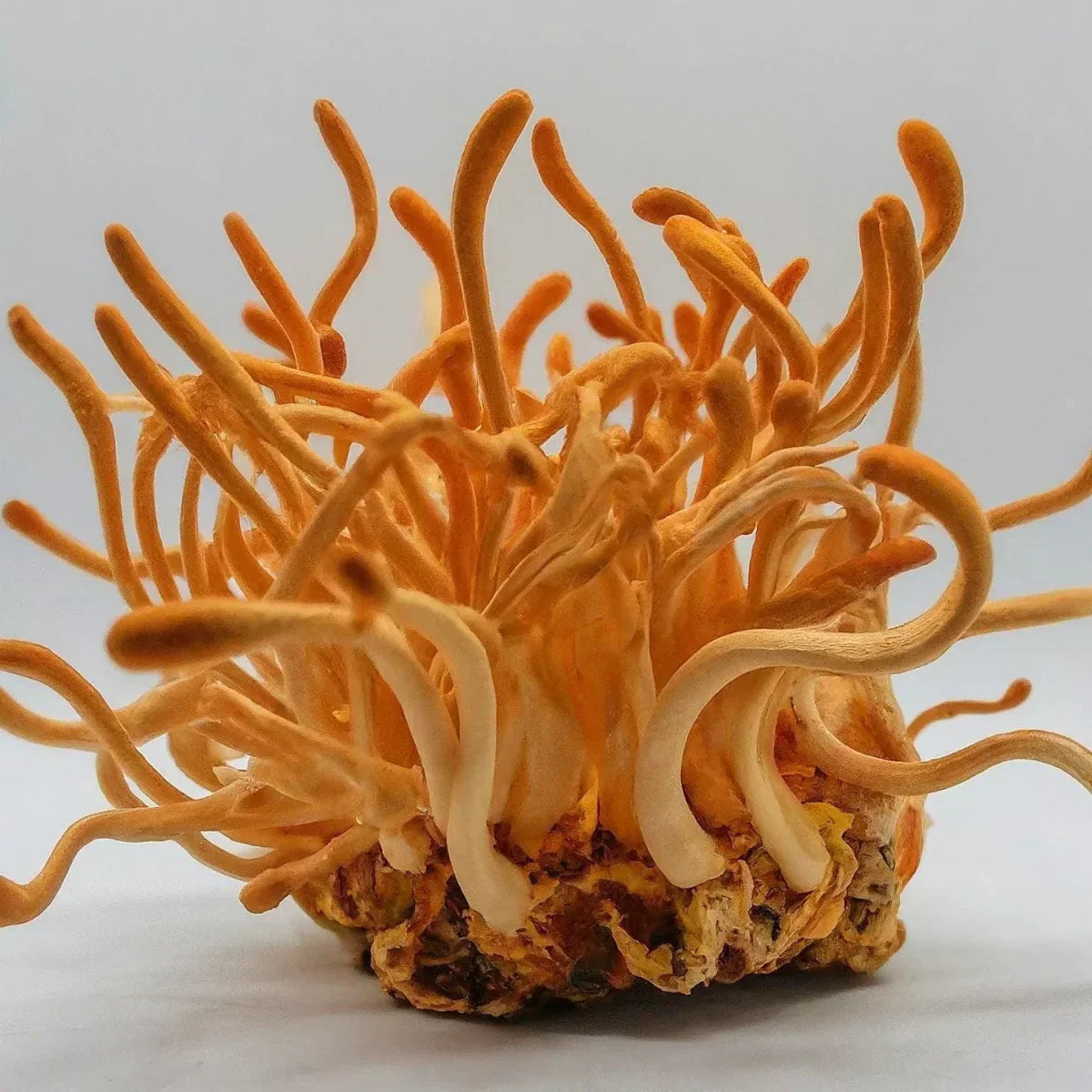Cordyceps