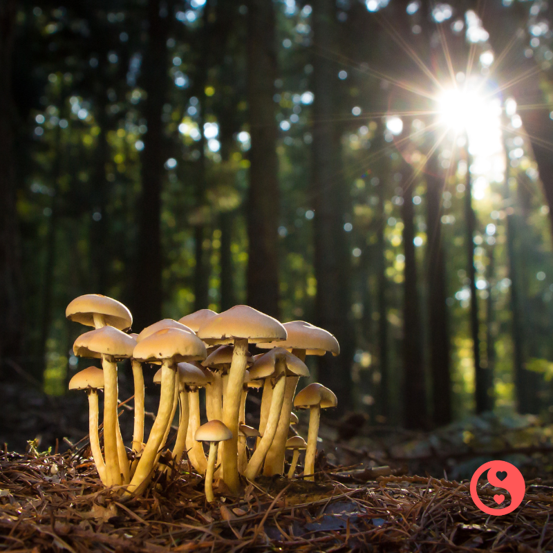 Medicinal Mushrooms