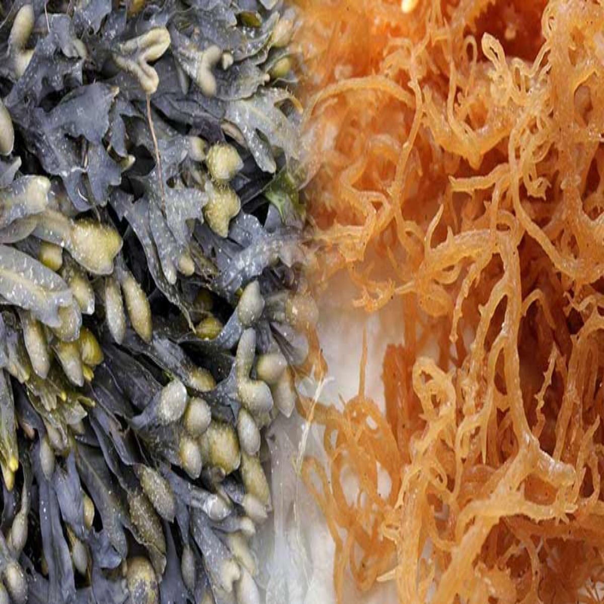 Sea Moss & Bladderwrack