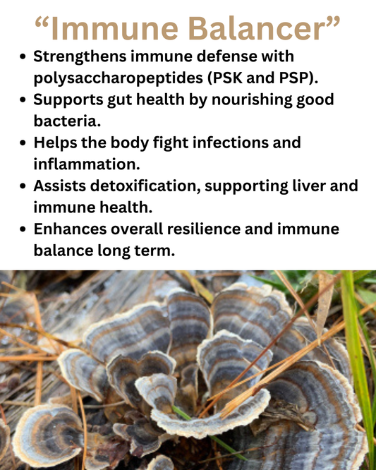 Turkey Tail Mushroom - "Immune Shield"